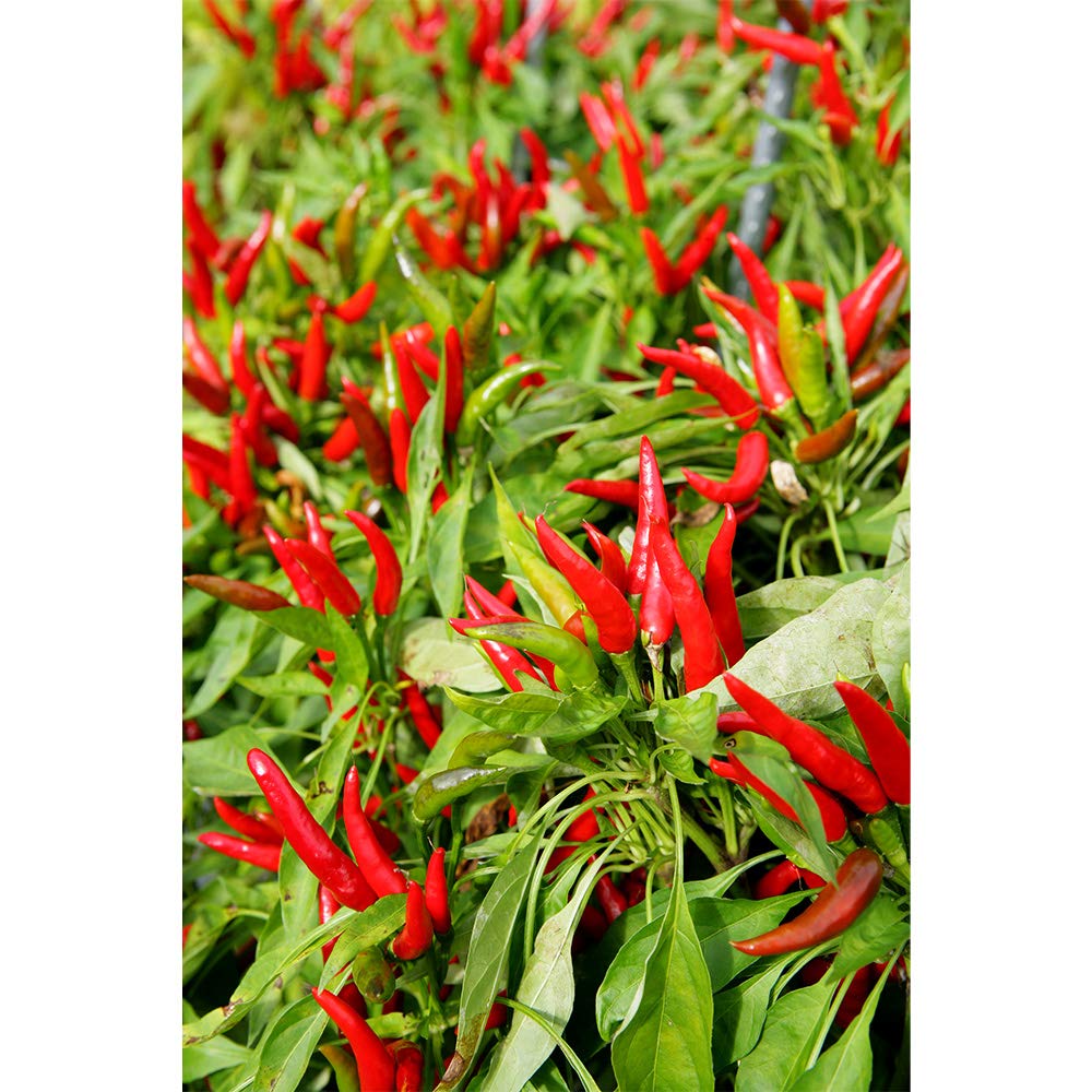 Amazon Com Yawataya Isogoro Shichimi Togarashi Japanese 7 Spices Mix Pepper Chili Seasoning 八幡屋礒五郎 七味唐辛子 14g ミックススパイス Japanese Grocery Gourmet Food