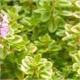 Newlands 8 Mixed Garden Herb Plug Plants – Ready to Pot, Labeled view 7