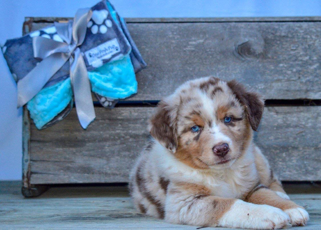 amazon puppy blanket