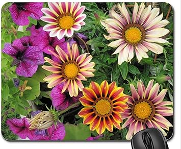 bellis muñecas amazon