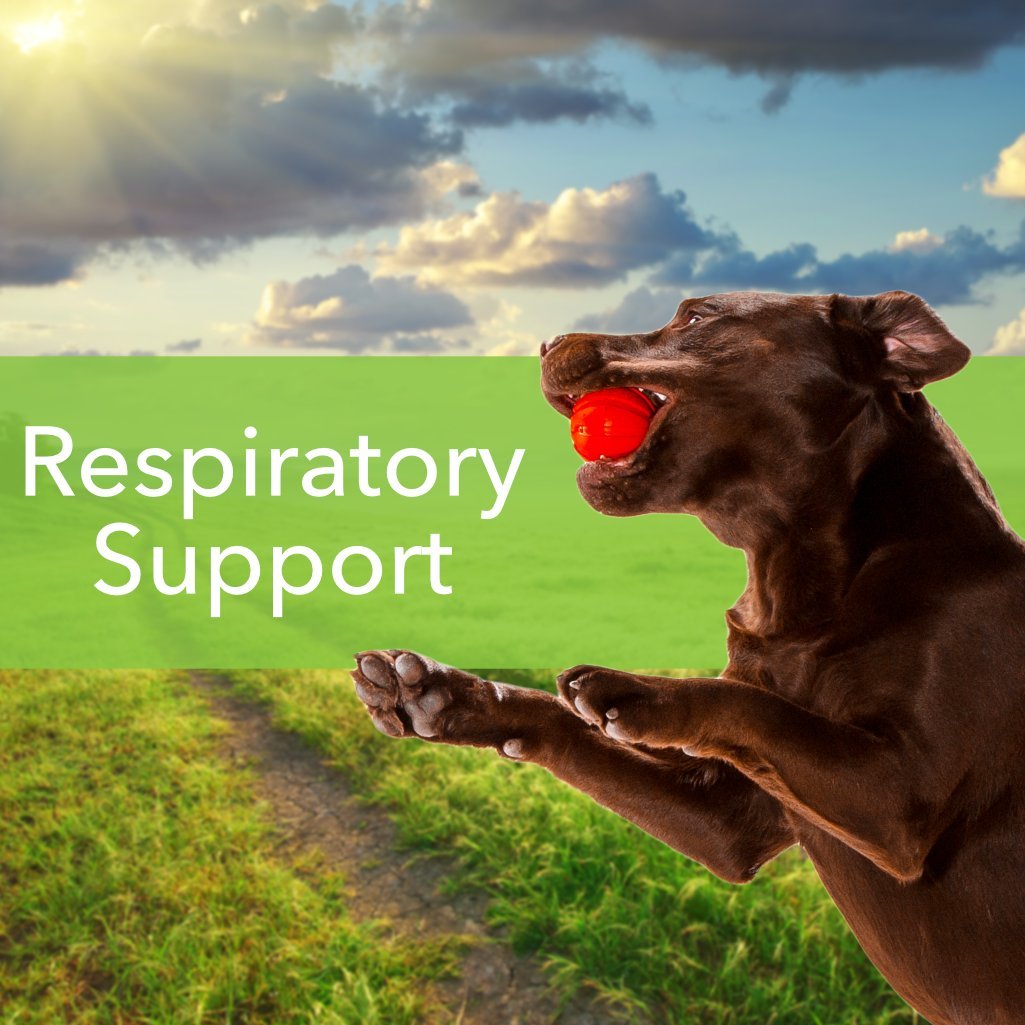 Pet Wellbeing Throat Gold for Dogs Natural Herbal Cough, Throat and