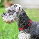 Joytale Reflective Dog Collar Nylon Neoprene Padded Medium Red view 2