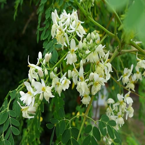 nordmanntanne knstlich Nordmanntanne 210 cm mit toller Lichterkette