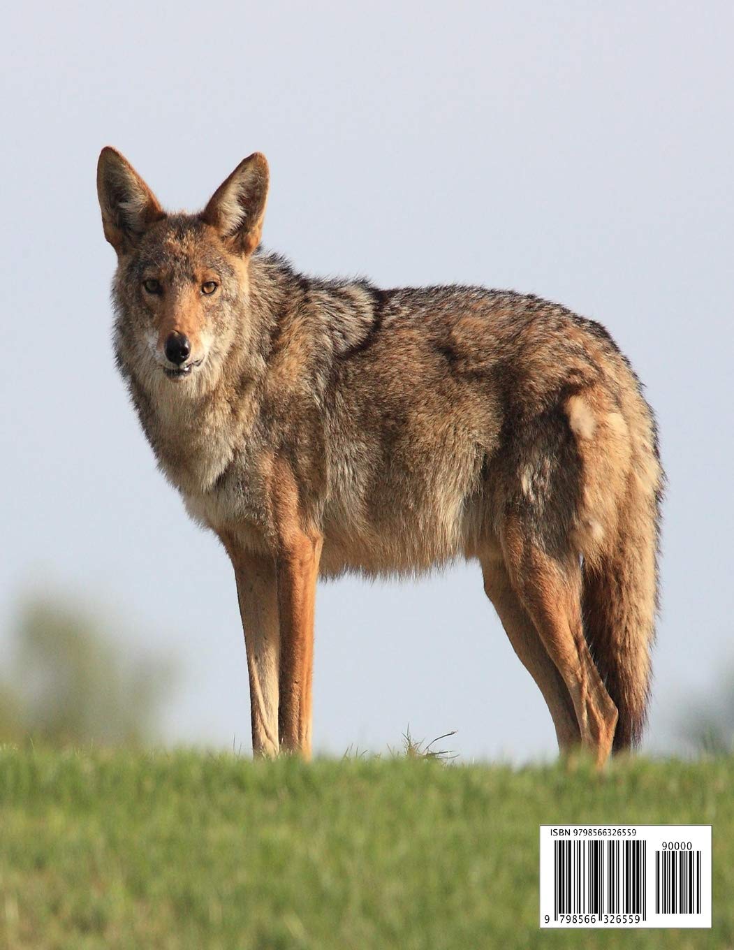 coyotes animals facts on Coyote Facts Coyote Fact For Girl Age 1 10 Coyote Fact For Boy Age 1 10 Facts About All About Coyote Barnette Kalyn 9798566326559 Amazon Com Books