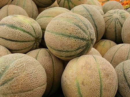 National Gardens American Muskmelon - Iroquois Cantaloupe Fruit Seeds (Pack of 20)