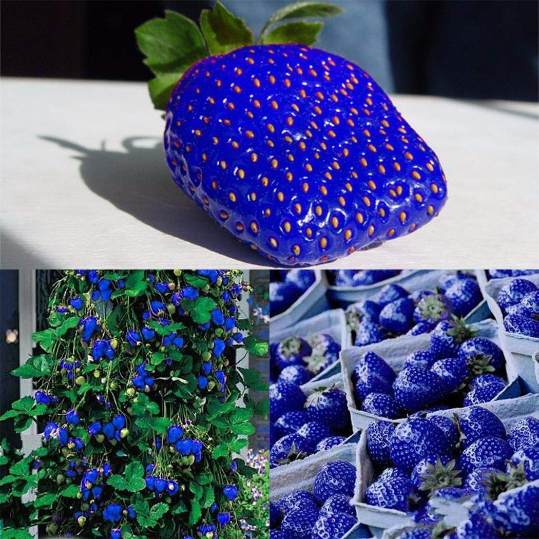 Xianjia Sugar Sweet Blue Strawberry Seeds Fruits And Vegetables Strawberry  | Desertcart Bahamas