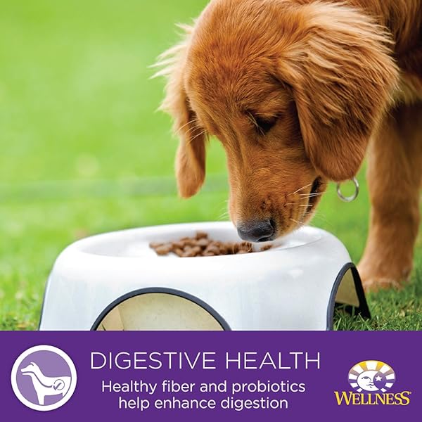 WELLNESS PETITE ENTREES CASSEROLE GRAIN FREE CASSEROLE ROASTED LAMB NATURAL WET DOG FOOD, 3-OUNCE CUP