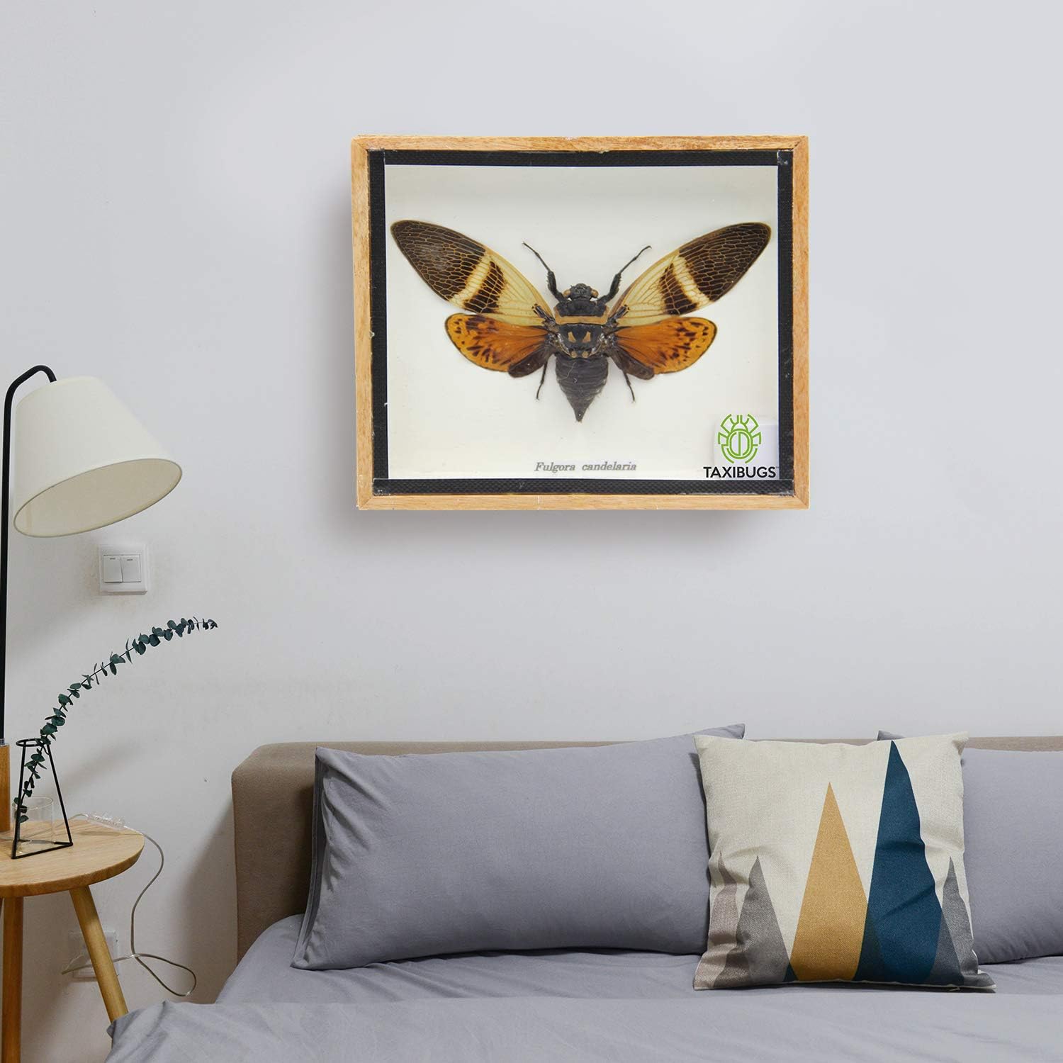 TAXIBUGS Cicada Speciosa insect taxidermy in wood box framed, Small - Image 4