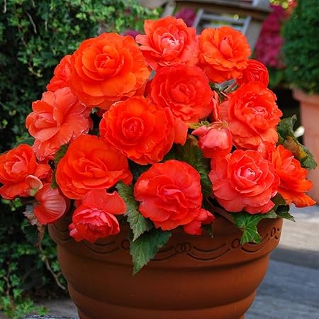 Creative Farmer Flower Seeds For Garden :Begonia-Semp Florn Dwarf Mixed Flower Seeds For Rainy Season - Professional Garden Flower Seeds Pack
