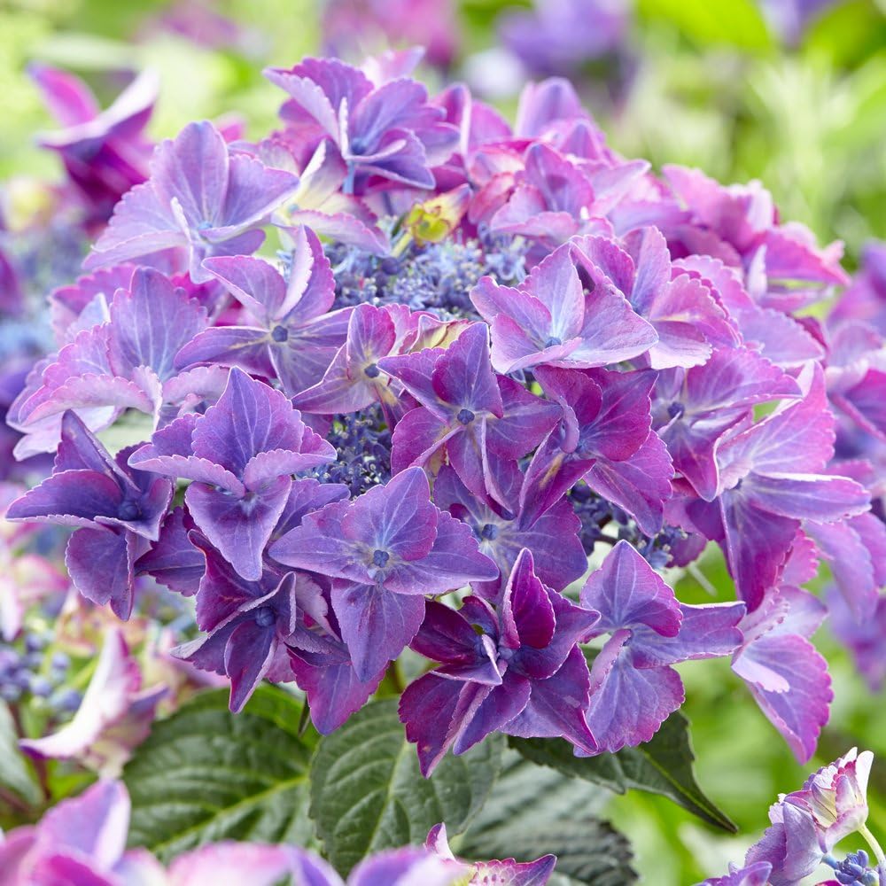 Hydrangea Macrophylla Plant Hardy Outdoor Garden Shrub for Patios