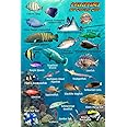 Philippines Reef Creatures Guide Franko Maps Laminated Fish ID Card 4" x 6"