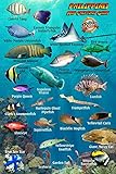 Philippines Reef Creatures Guide Franko Maps