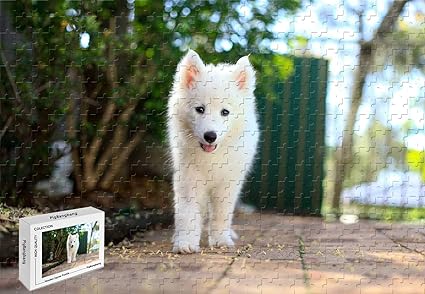 samoyed white puppy