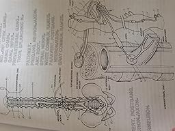 The Human Brain Coloring Book Coloring Concepts Series 8583323156149