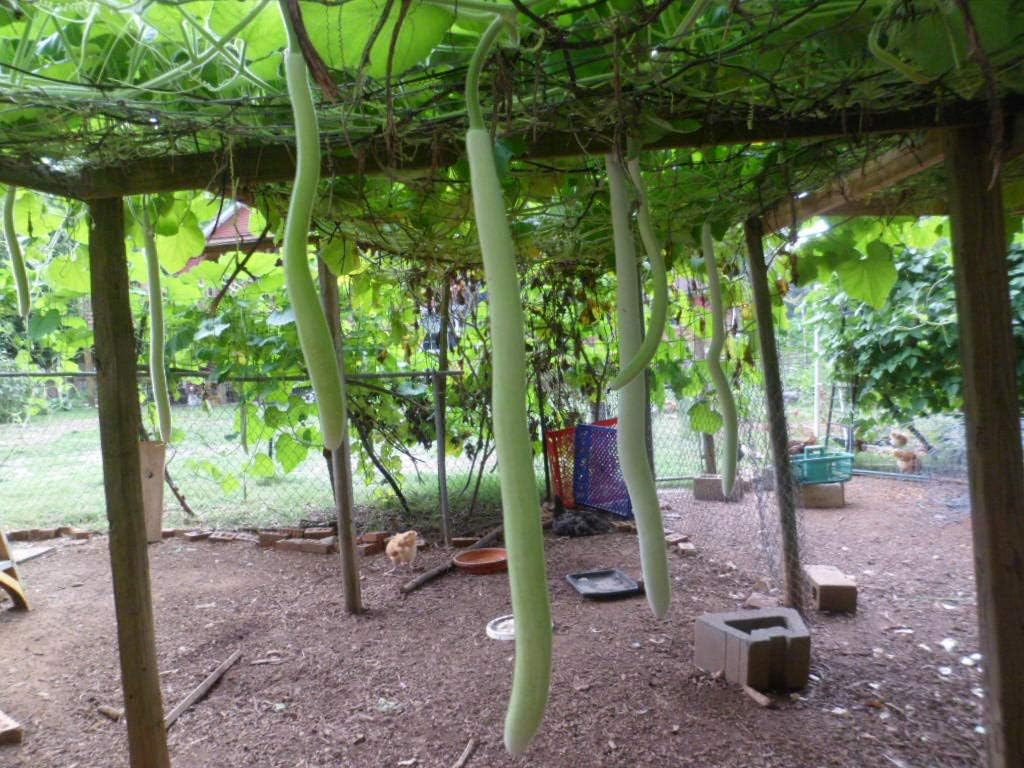 Amazon Com Italian Cucuzza Squash Gourd Serpente Di Sicilia Zucchetta 15 Seeds Garden Outdoor