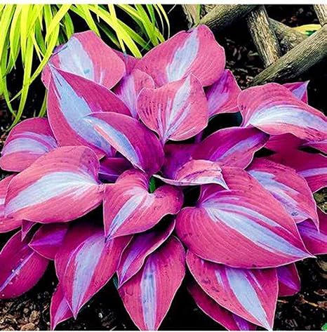 Amazon 小さくて繊細な花 家の装飾 緑化 ギボウシ球根 自家土壌栽培植物 切り花 観賞植物 今すぐ植える 3 球根 花