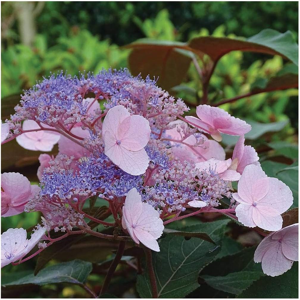 Hydrangea aspera Hot Chocolate, Rough Leaved Hydrangea Plant in 9cm Pot