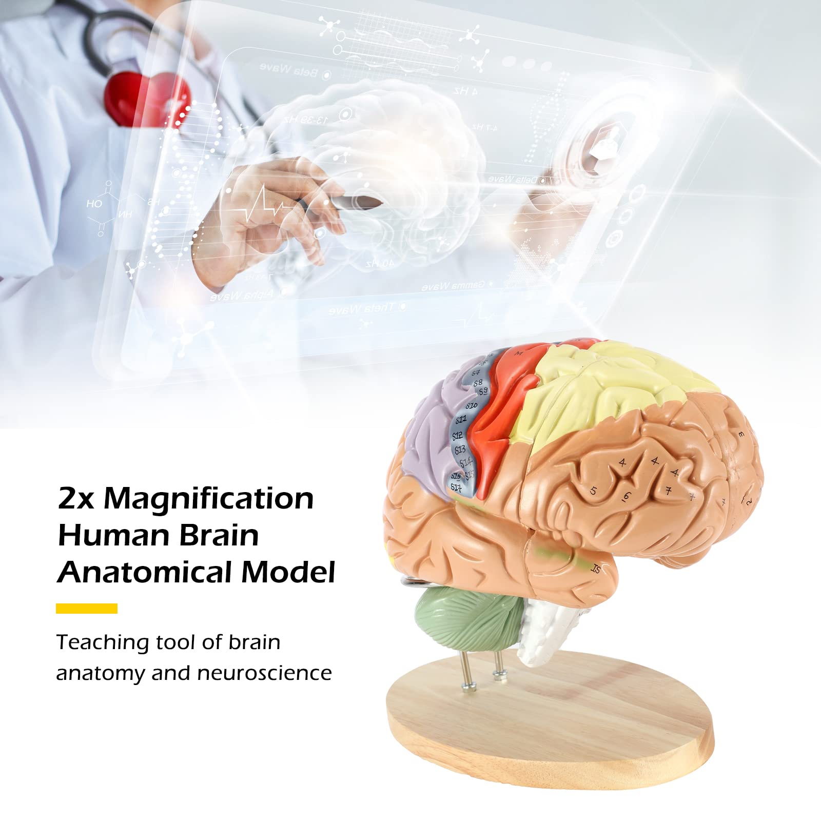 Mua Dyna-Living Human Brain Model Anatomy 2X Life Size Human Brain ...