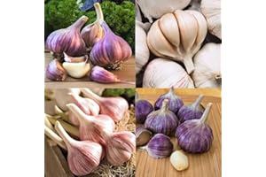 YUNAKSEA Mixed Color Garlic Bulbs for Planting, 1 Pound Fragrant 3 to 4 Types Garlic, Easy to Plant Ornamental Garlic
