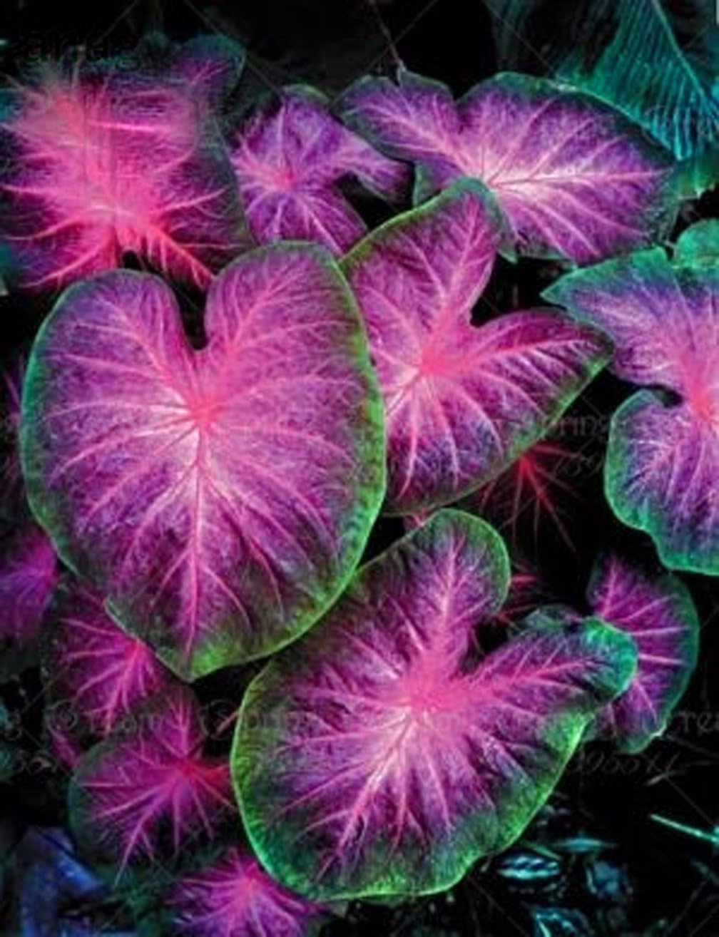 5pcs Big Leaf Palm Seeds Rare Flower Seeds Exotic Plants Tree Bonsai Pots Planters Tropical Ornamental Balcony for Home & Garden