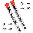 50 Live Red Harvester Ants for Ant Habitats - Live Arrival, Shipped Now - Perfect for Educational Science Projects & Interactive Ant Habitat Experience