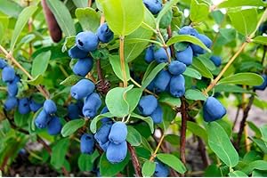 Blueberry Lonicera Caerulea Edible Fruit Shrub Seeds, 30 Count