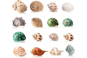 WEDOSOY 16PCS Hermit Crab Shells Medium Small | Sea Conch Size 1.1" - 2.4" | Medium Small Shells Set - Growth Turbo Seashells for Natural Hermit Crab Supplies, Conch Toy, Home Decor and Beach Decoration