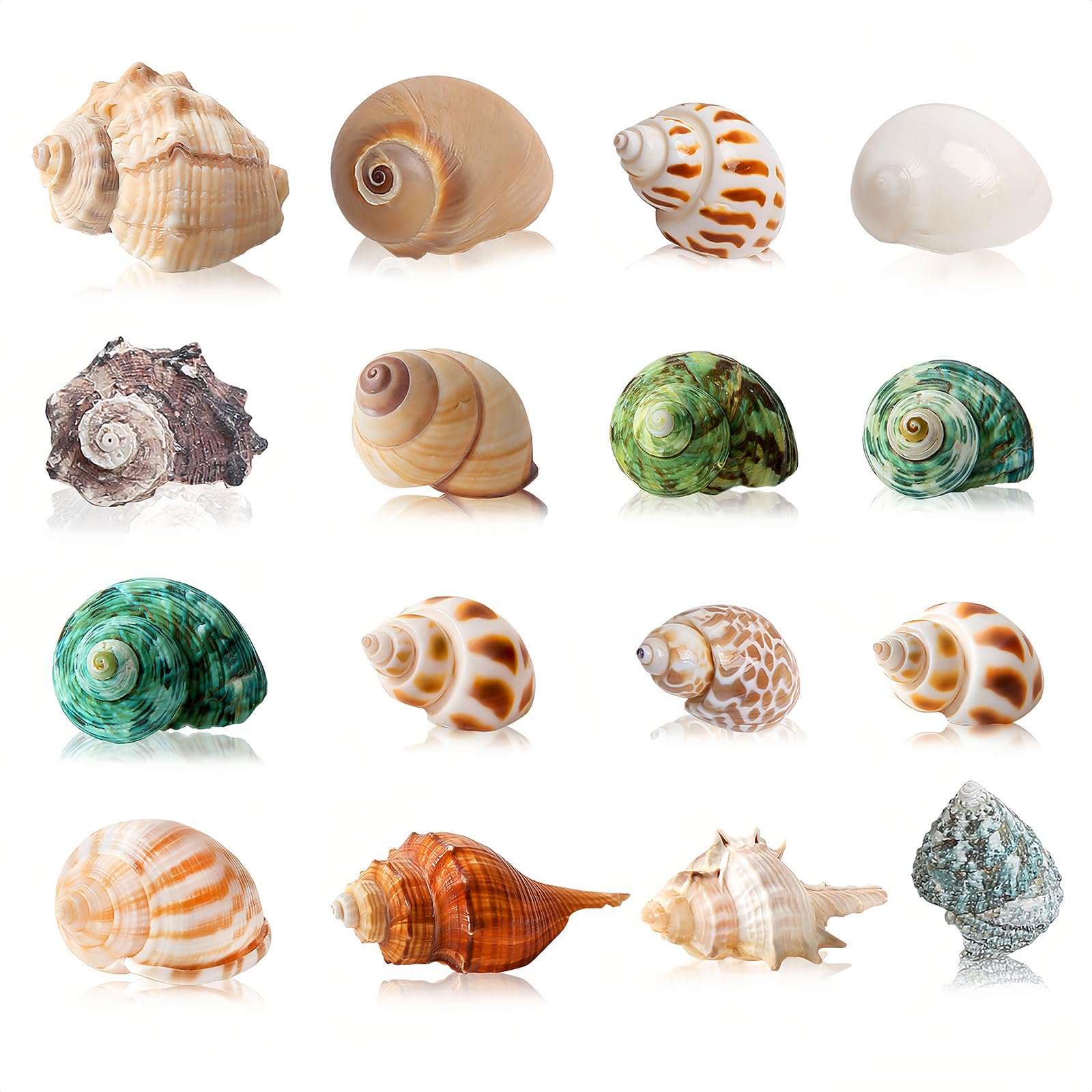 Photo 1 of 16PCS Hermit Crab Shells Medium Small | Sea Conch Size 1.1" - 2.4" | Medium Small Shells Set - Growth Turbo Seashells for Natural Hermit Crab Supplies, Conch Toy, Home Decor and Beach Decoration
