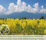 ULTHMOK Premium 50 Mullein Leaf Tea Bags 100% Mullein Leaves view 2
