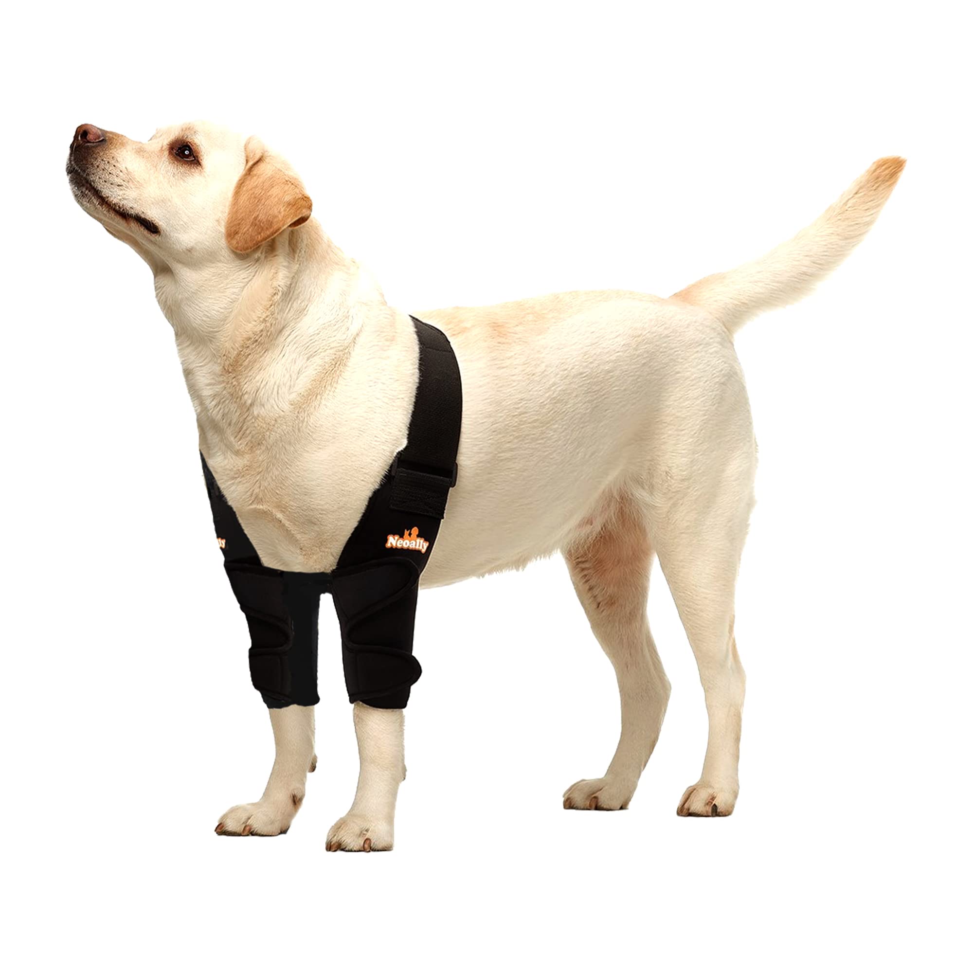 NeoAlly Dog Elbow Brace Protector Pads for Canine Elbow and Shoulder Support Elbow Hygroma, Dysplasia, Osteoarthritis, Elbow Calluses, Pressure Sores and Shoulder Dislocation (Both Legs, Large)