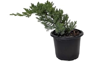 HIRT'S GARDENS Japanese Juniper Bonsai Tree - 4" Pot - Juniperus procumbens - Nana