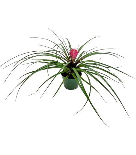 Amazon.com : Tillandsia Cyanea Pink Quill Air Plants House Plants