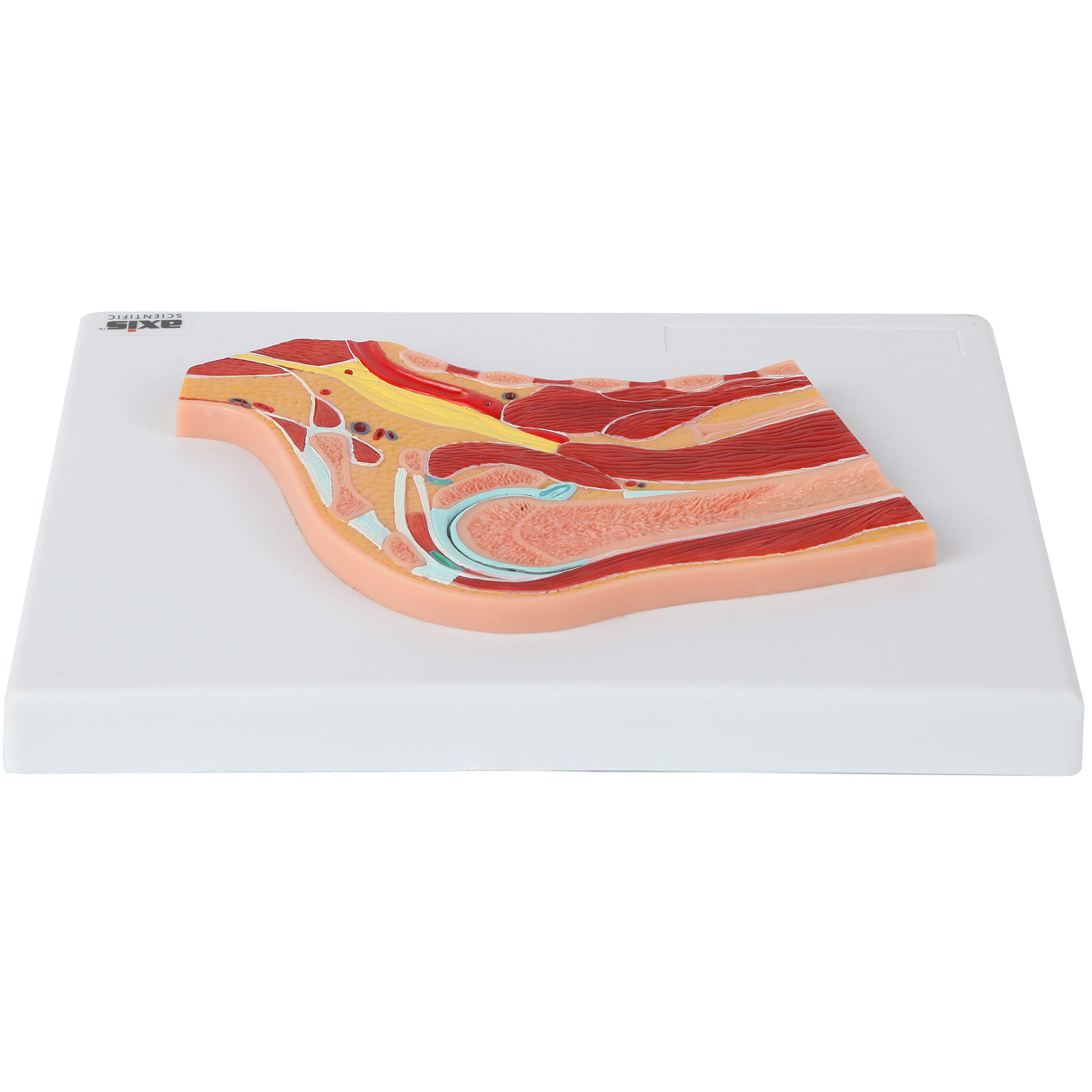 Axis Scientific Life Size Shoulder Joint Cross Section Anatomy Model Human Body Replica of Shoulder, Includes Product Manual, Students Medical Professionals Professors Display