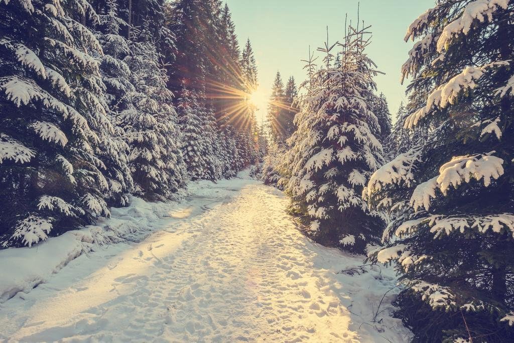 Sun Setting Snowy Mountain Trail Pine Trees Winter Sunset Photo Cool Wall Decor Art Print Poster 36x24