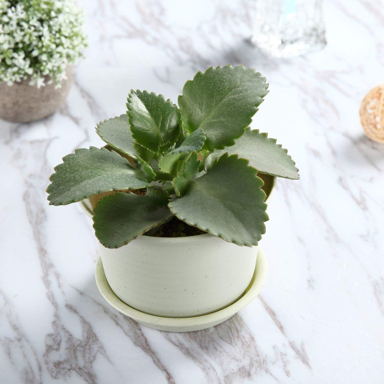 T4U 4.25 Inch Plastic Planter Pots with Saucer Grey Set of 10, Seeding Nursery Planter Pot with Drainage and Tray for Flowers Herbs African Violets Succulents Orchid Cactus Indoor Outdoor: Garden & Outdoor