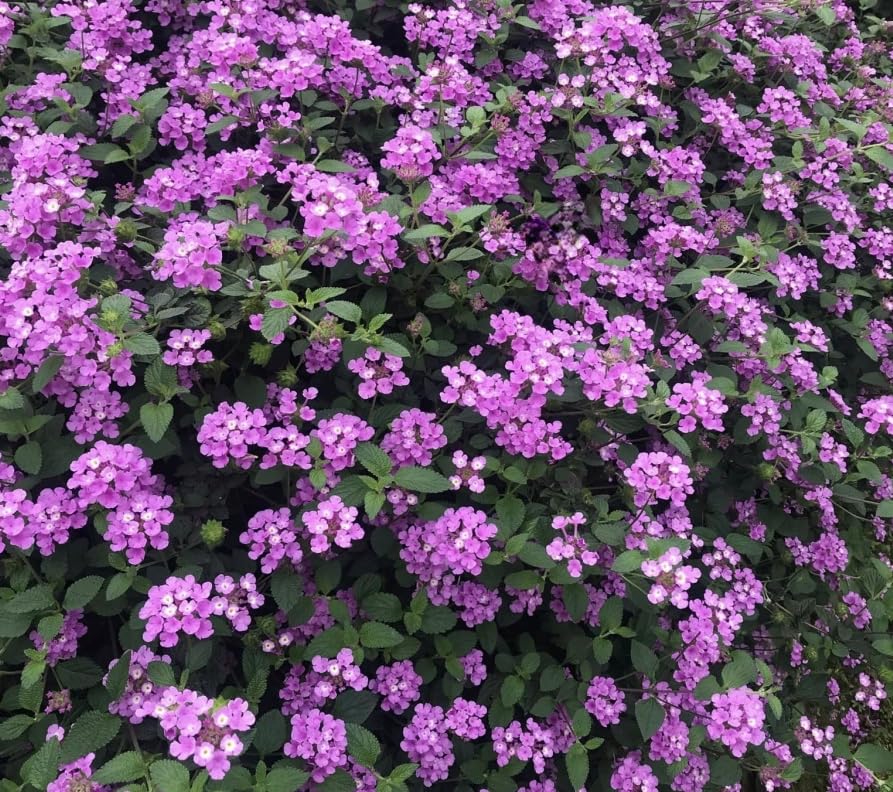 Urban Meadow Nursery Purple Lantana Plant