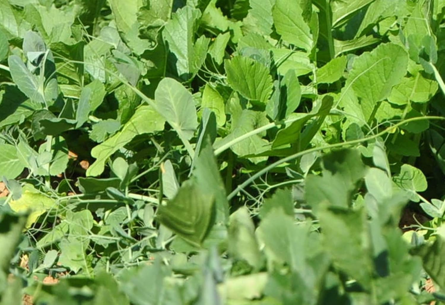 Whitetail Institute Imperial Winter Pea Plus Food Plot Seed (Fall Planting), 11-Pound (.25 Acre) : Hunting Accessories : Sports & Outdoors