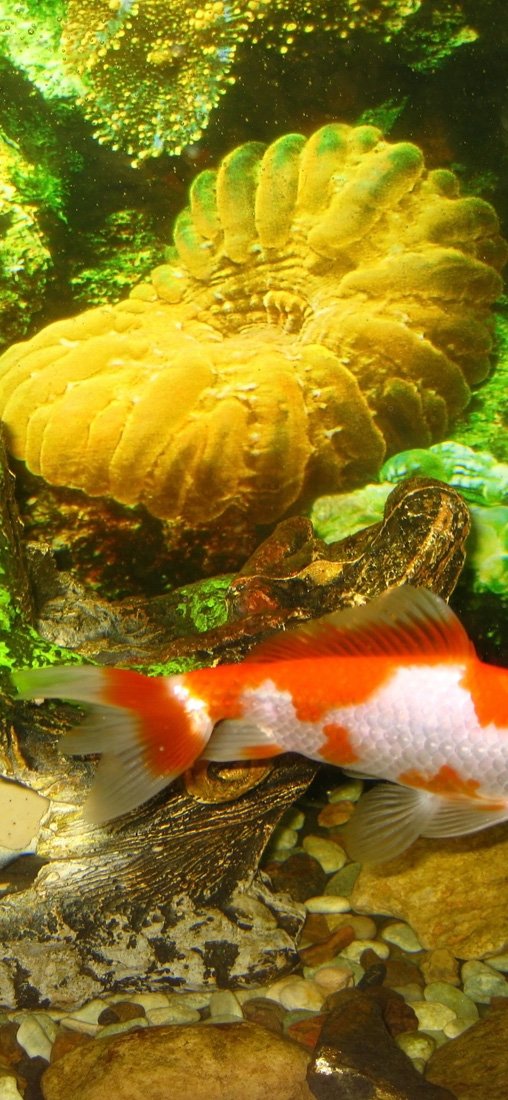 PeelitStickit Underwater, Undersea Wall Murals, ID-121, vinyl