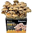 Shiitake Mushroom Grow Kit (5.5lbs) Grow Your Own Mushrooms at Home | Easy Indoor Grow Bag Kit
