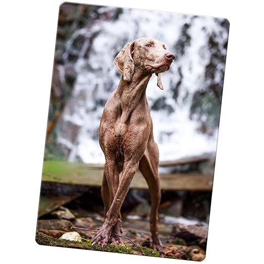 Weimaraner Vorstehhund de fantasmas perro imán para nevera ...