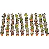 Costa Farms Mini Succulent Live Plants in Plastic Pots, Easy to Maintain Indoor Succulents, Assorted Variety Houseplants for Room Decor, House Warming or Party Favors, 2-3.5 Inches Tall, Pack of 100