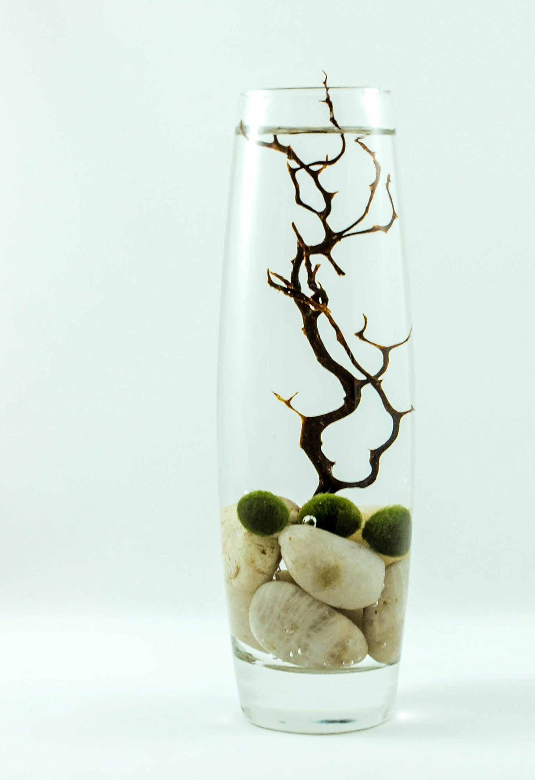 HandJcraft Marimo Moss Ball Long Vase Live Terrarium.