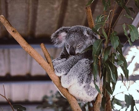 Amazon 大人のための番号キットによるペイントカラー原稿コアラユーカリの木の睡眠diy油絵子供のための大きなサイズの誕生日プレゼントアートの装飾壁の絵 カスタマイズ可能 50x65cmフレームなし 絵具 通販