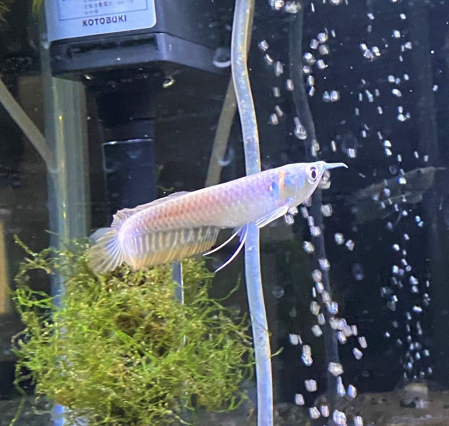 Amazon 熱帯魚 シルバーアロワナ 8 10cm 東京倉庫出荷 アクアショップピラルク 観賞魚 水中生物 通販