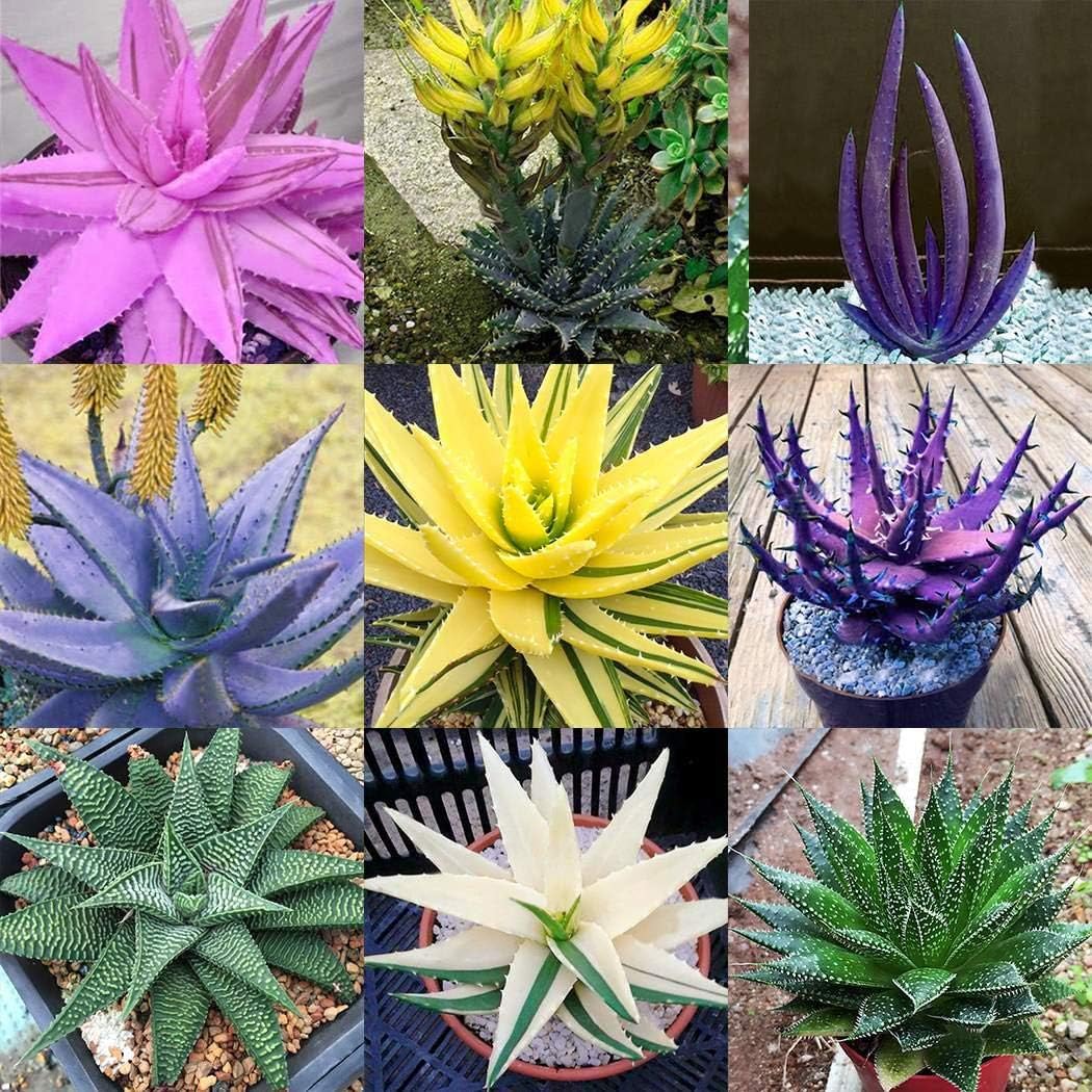 Masoke Seeds -"Lily of The Desert" Colored 100 Grain Real Aloe Vera (Aloe barbadensis) Seed First aid Plant, Miraculously Healing Powers