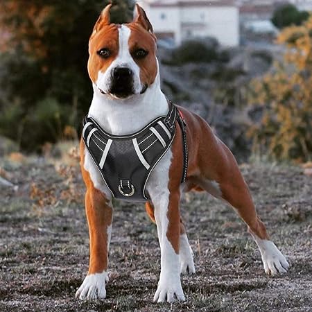 babyltrl dog harness