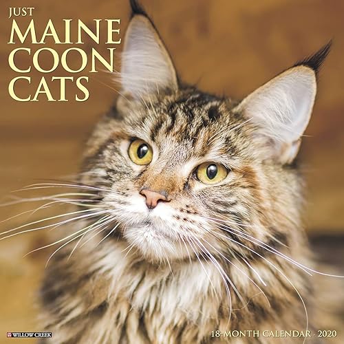 Download Just Maine Coon Cats 2020 Calendar PDF