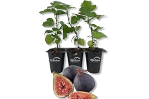 WEKIVA FOLIAGE Black Mission Fig Tree - 3 Live Tissue Culture Starter Plants - Ficus Carica - Edible Fruit Tree for The Patio and Garden