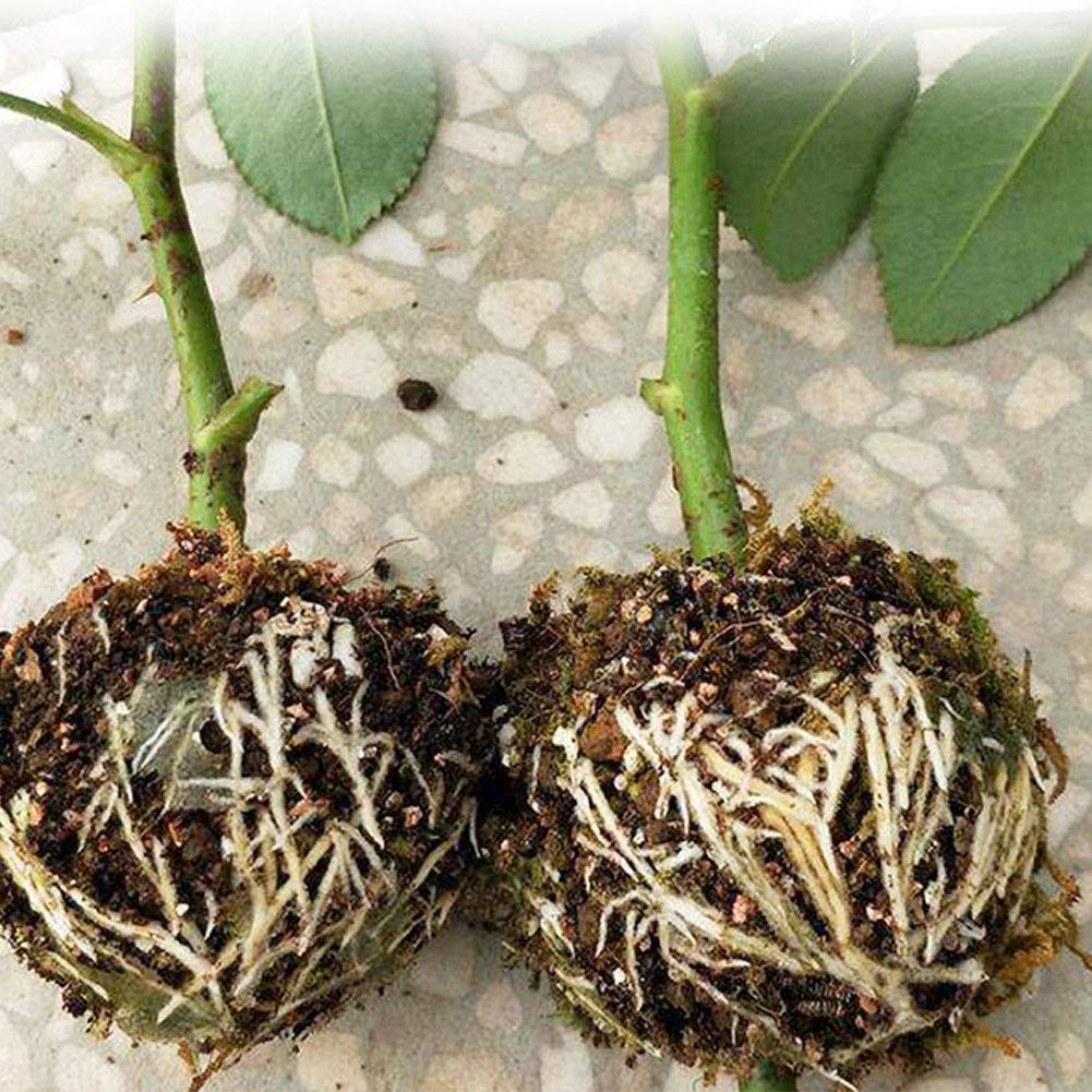 BestTas 3PCS Plant Rooting Device - Image 3