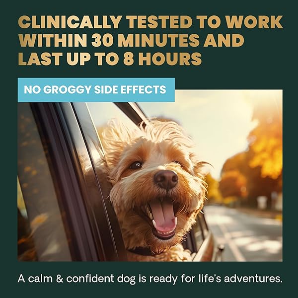 VETRISCIENCE CALM & CONFIDENT CHEWS, COMPOSURE CLINICALLY TESTED CALMING AND ANXIETY ASHWAGANDHA SUPPLEMENT FOR DOGS, STRESS RELIEF, SEPARATION ANXIETY, BEHAVIOR SUPPORT, CHICKEN, 90 COUNT